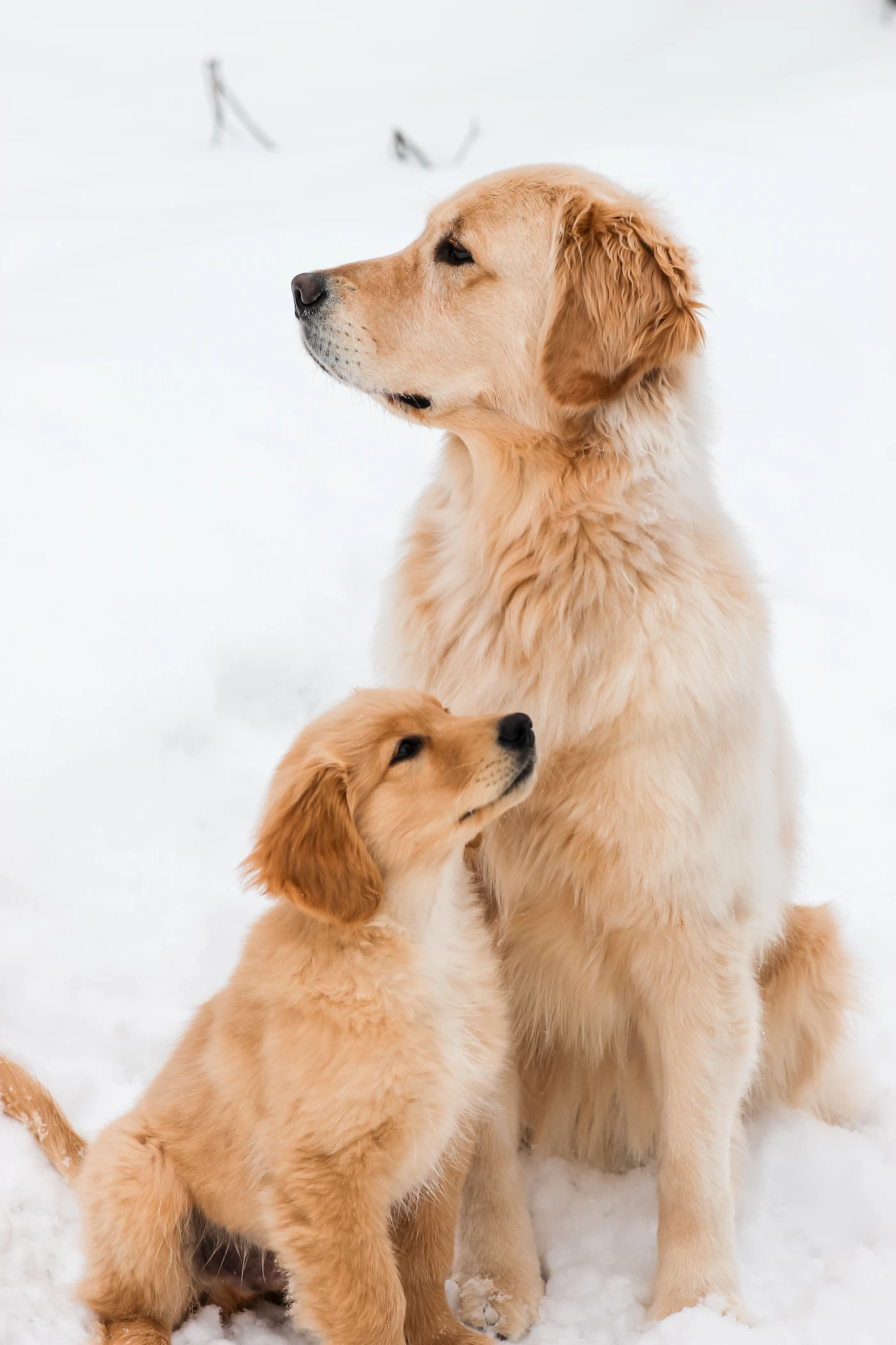 A golden retriever sitting in deep fresh snow outdoors looking toward the camera on a clear day