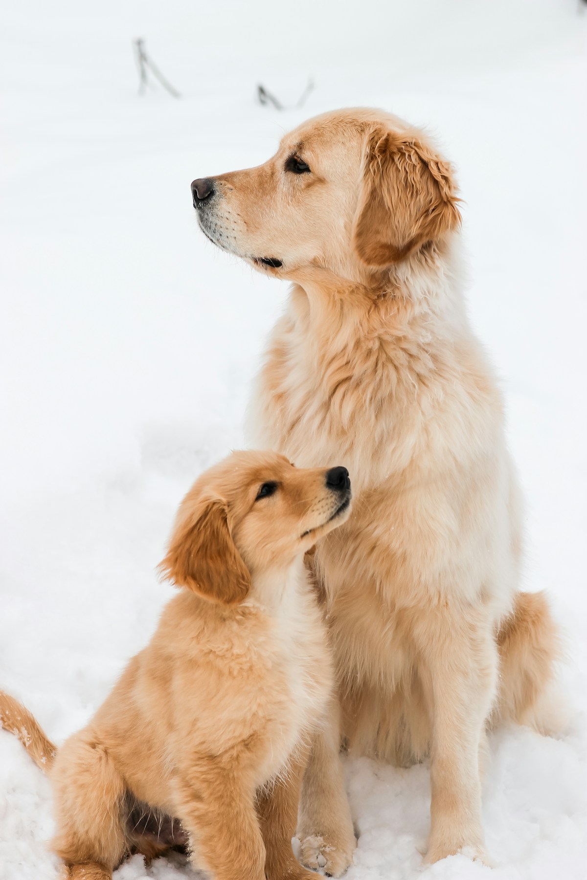 Golden Retriever adulto sentado na neve ao lado de um filhote de Golden