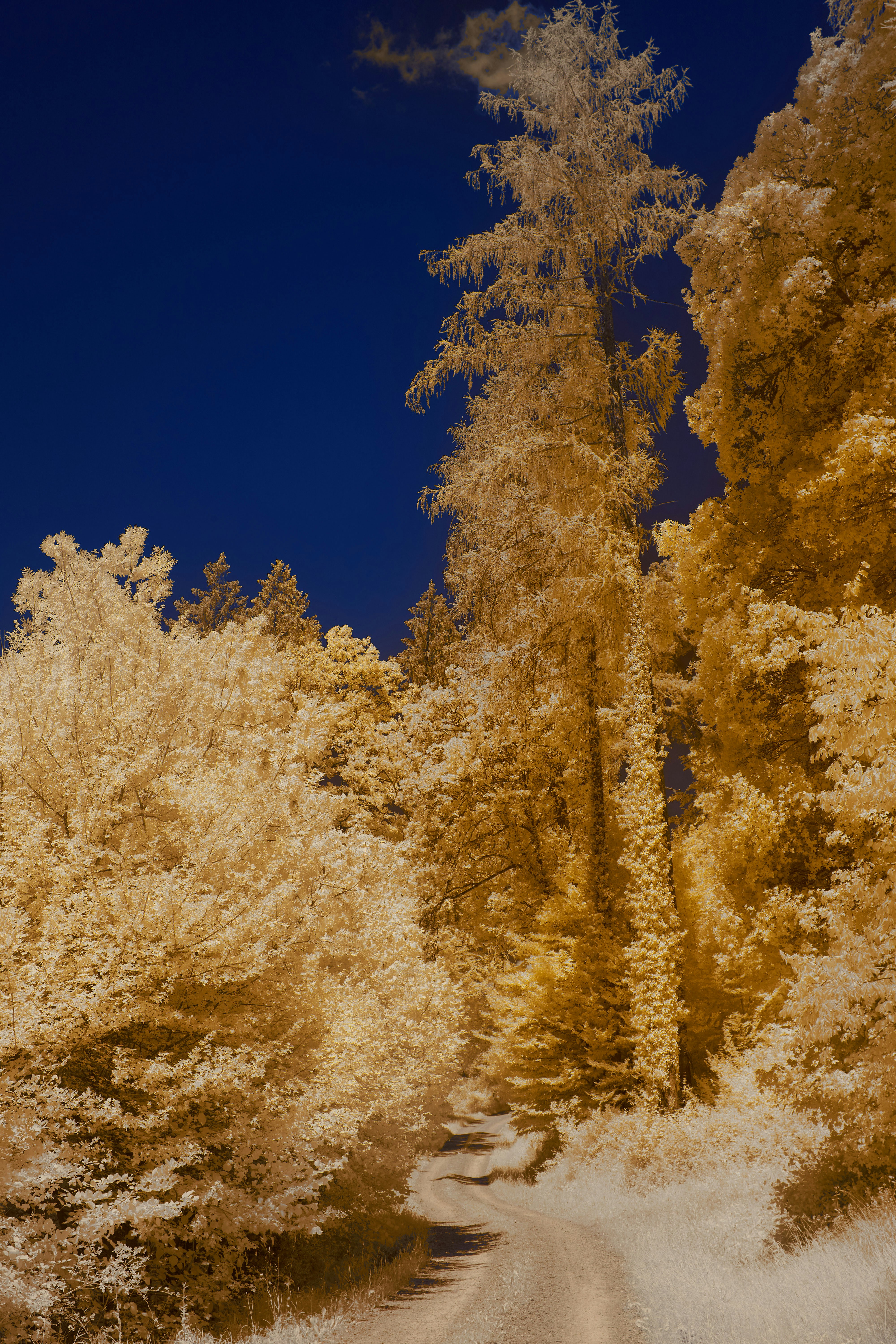 Photo by wolfgang_hasselmann