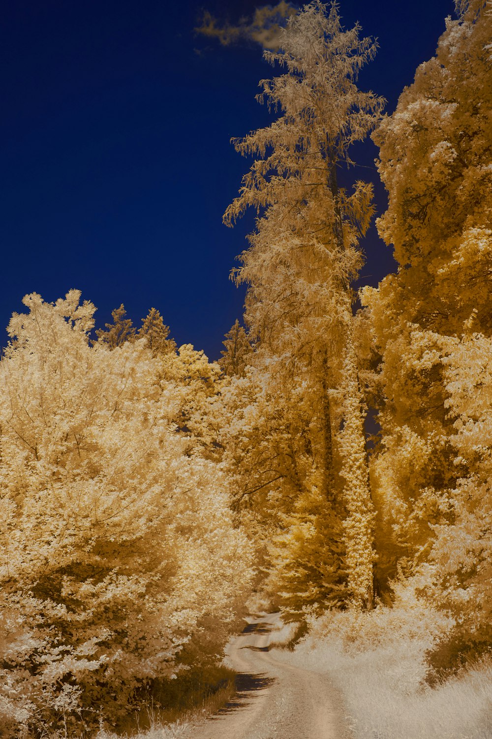 white trees under blue sky during daytime