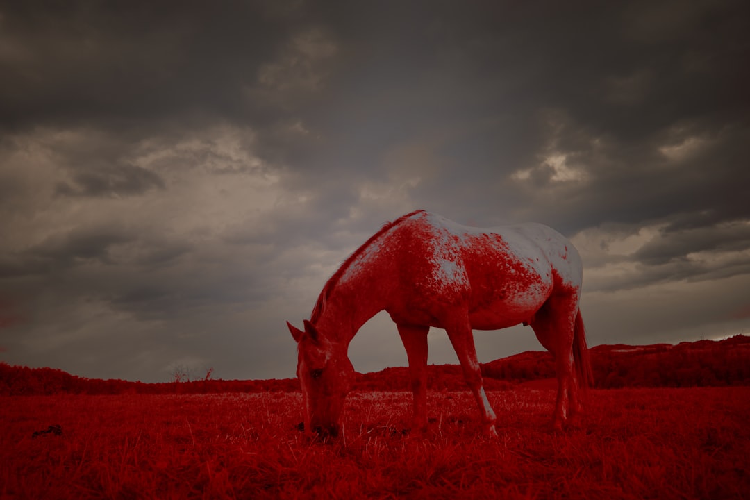 brown horse on brown grass field under cloudy sky during daytime