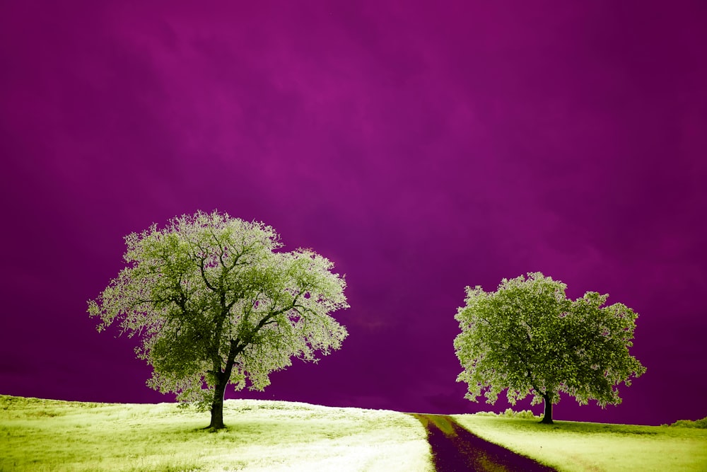 green tree on white snow covered field under purple sky