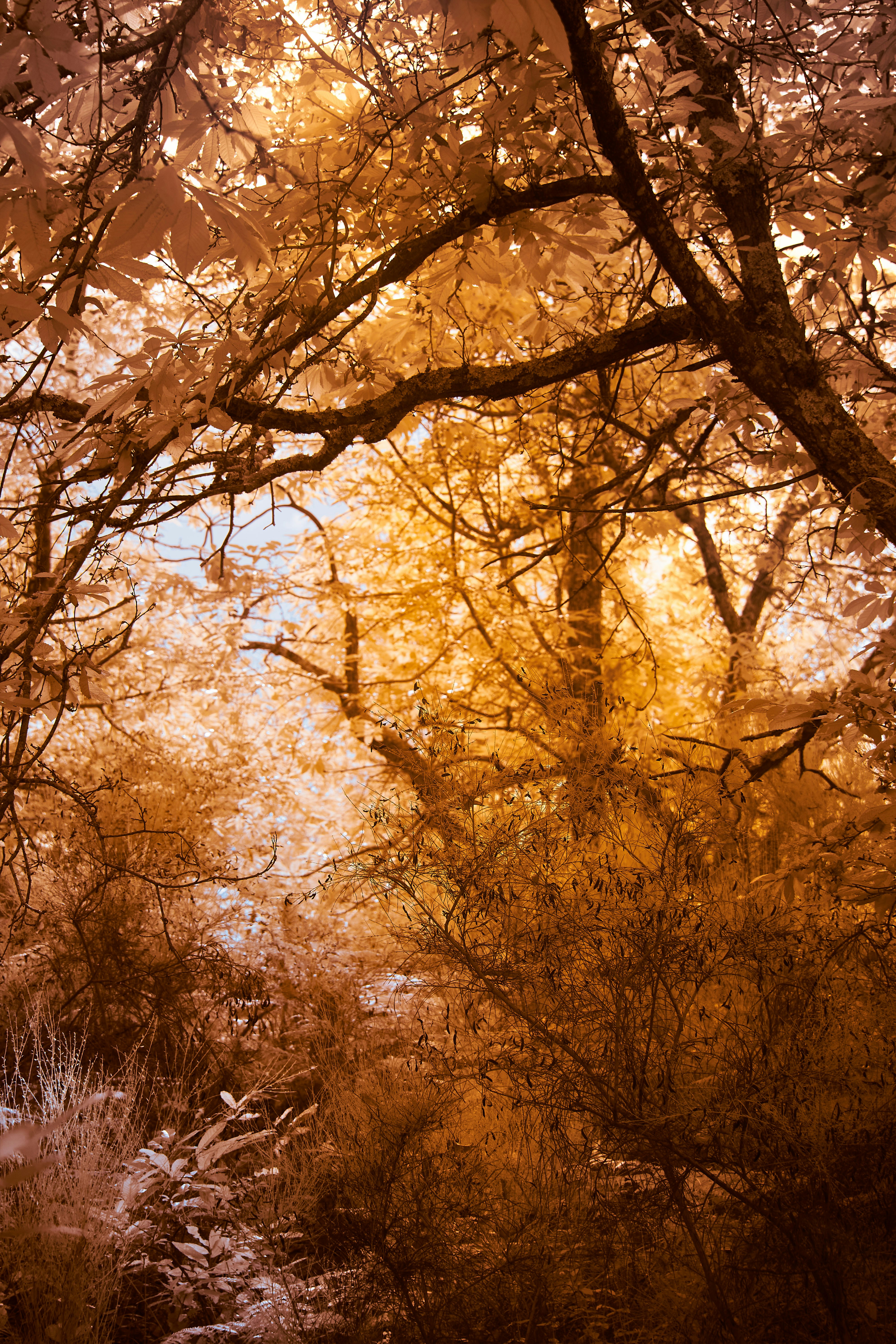 Photo by wolfgang_hasselmann