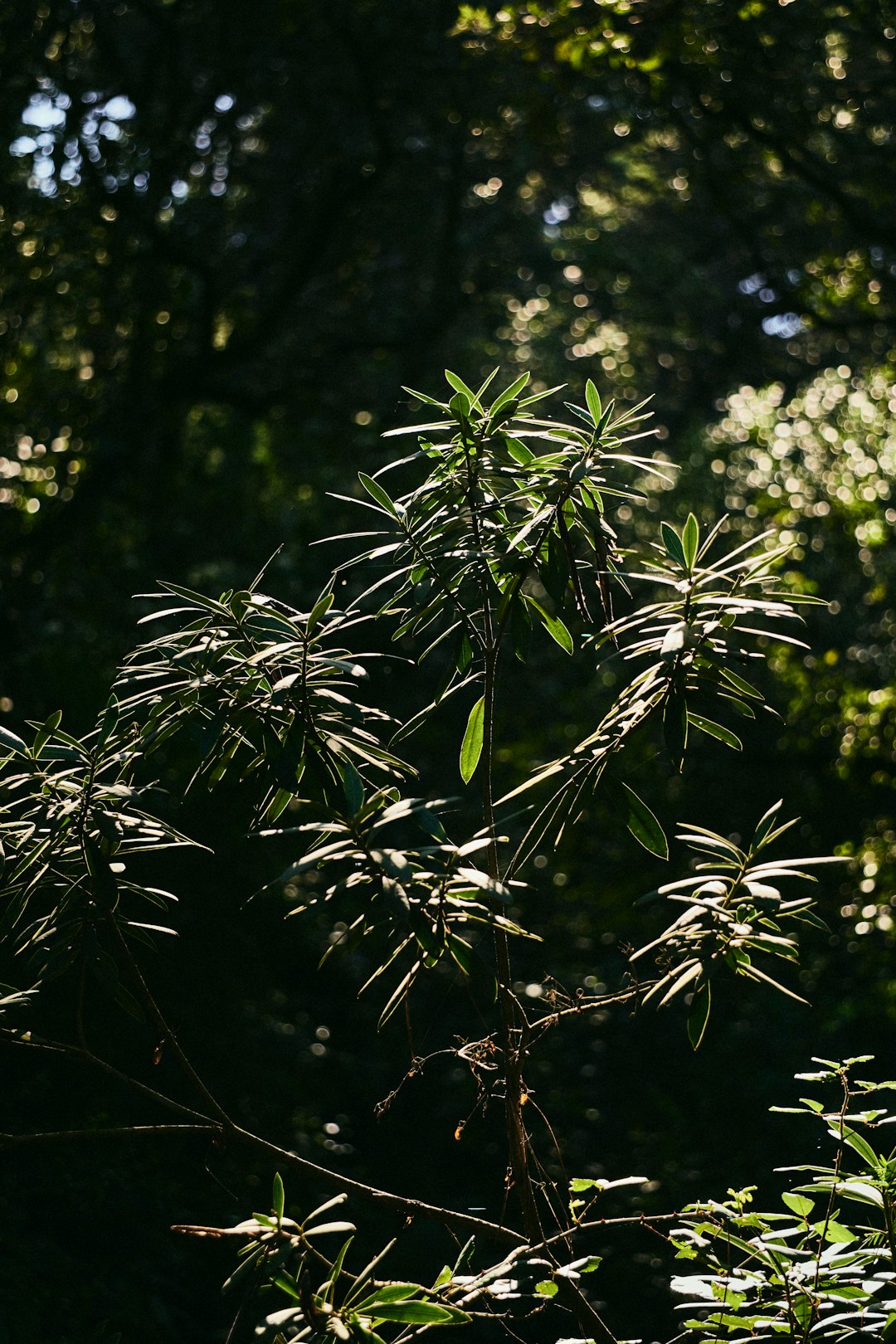 green leaves in tilt shift lens