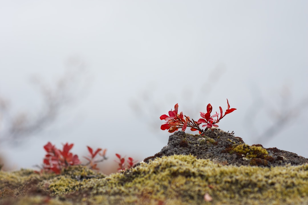 red flowers on brown rock