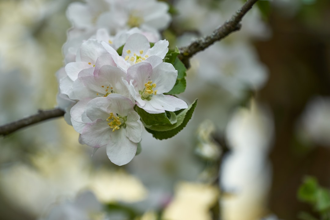 white and pink cherry blossom in close up photography