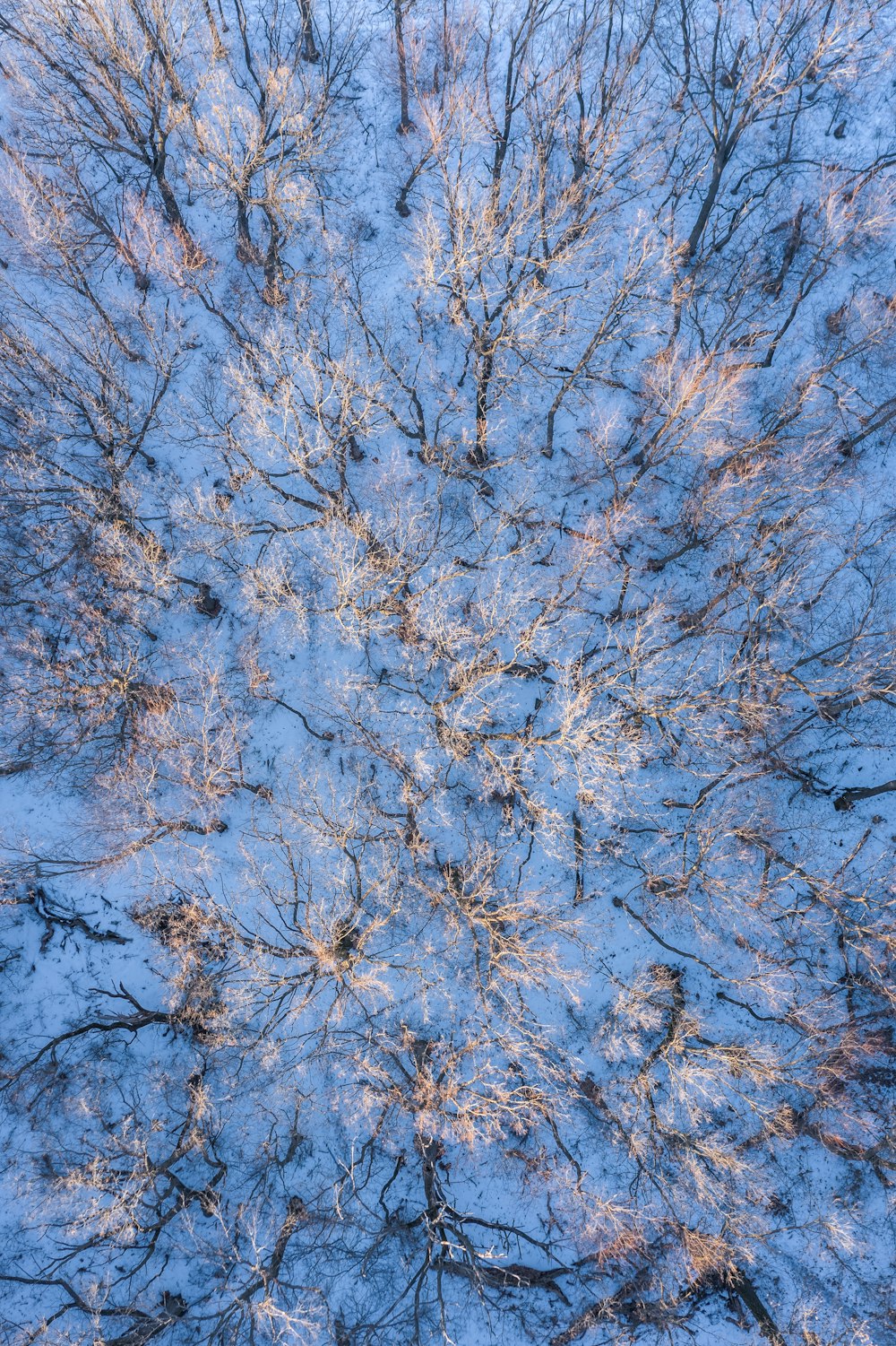 brown trees with white leaves