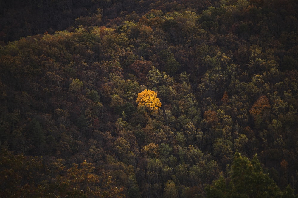 green and brown trees during daytime