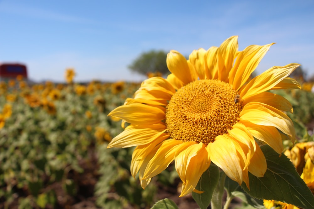 yellow sunflower in bloom during daytime