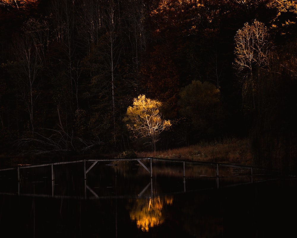 brown trees beside body of water during daytime