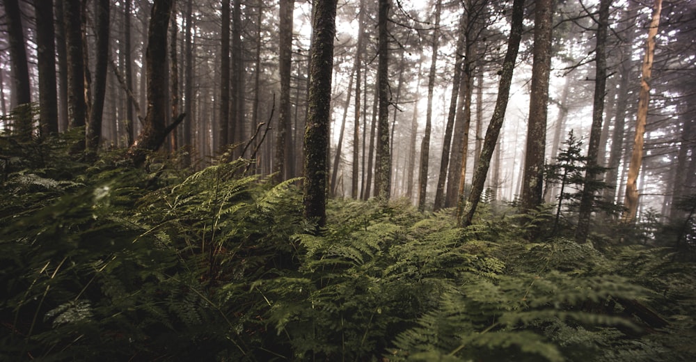 green trees and plants during daytime