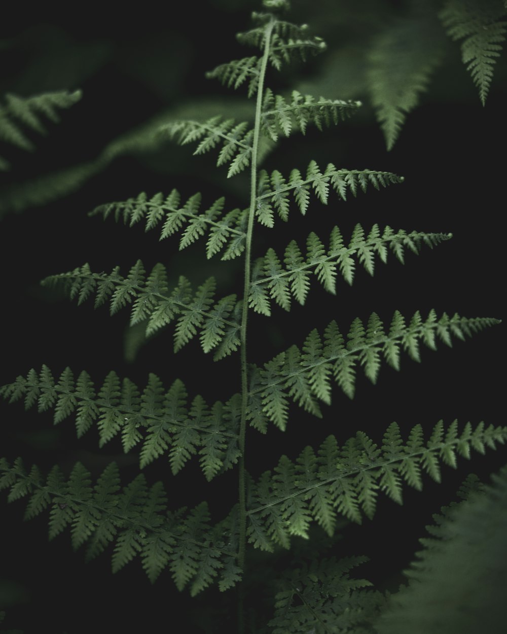 green fern plant in close up photography