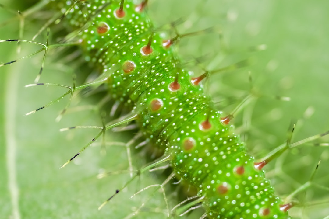 green and red caterpillar on green grass