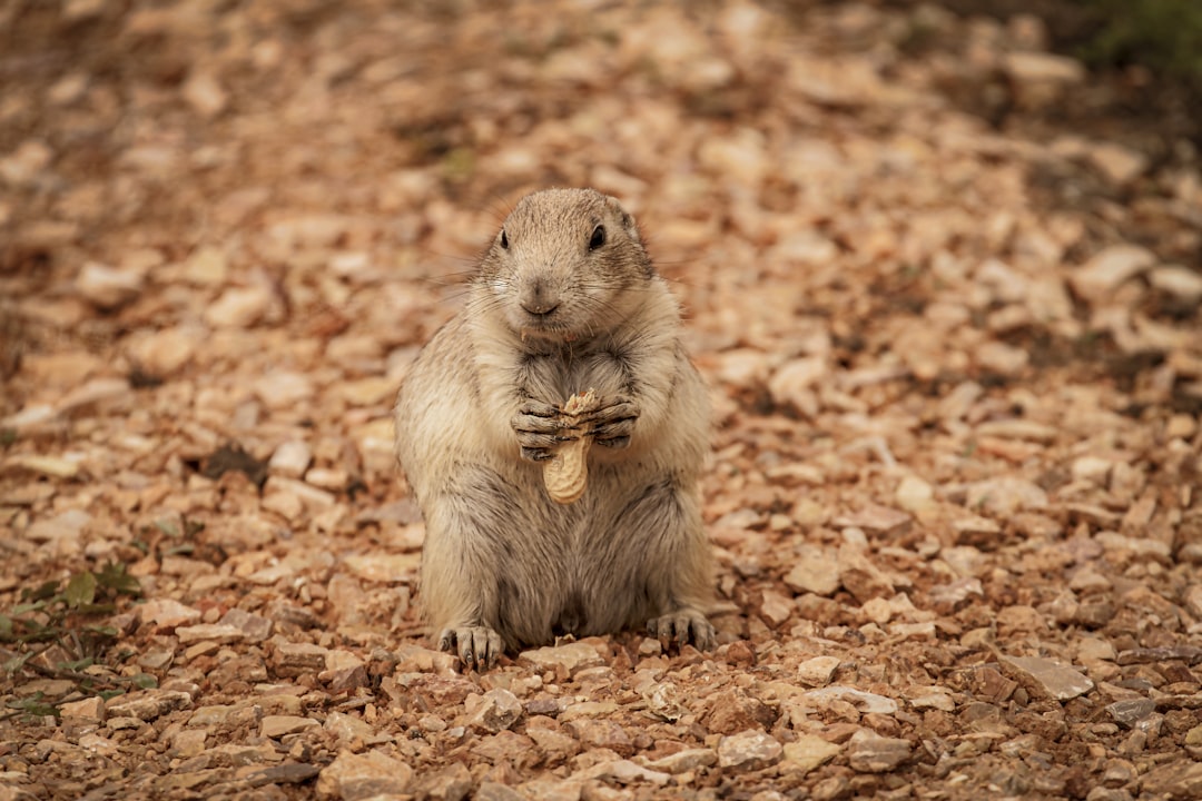 brown rodent on brown leaves during daytime