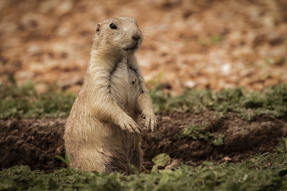 brown rodent on brown dried leaves