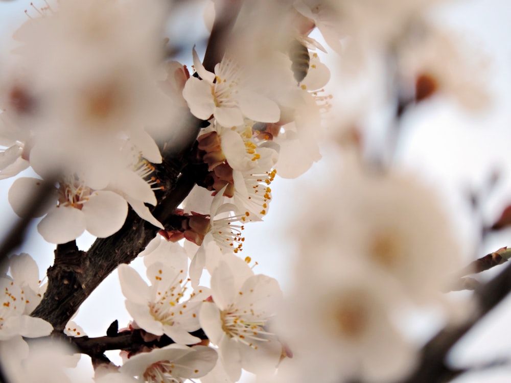 white cherry blossom in close up photography