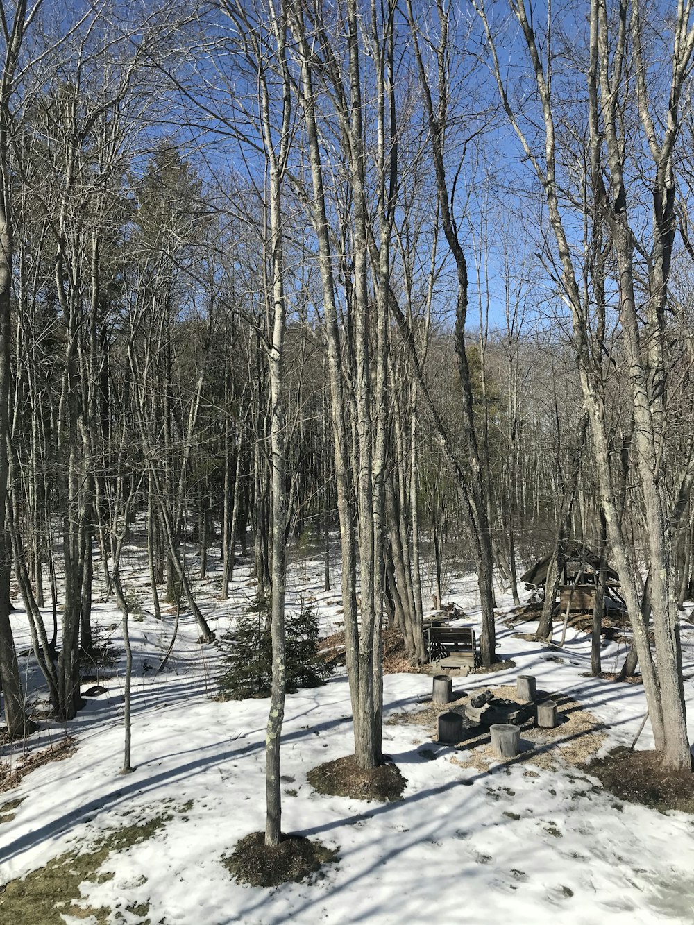 brown trees on snow covered ground during daytime