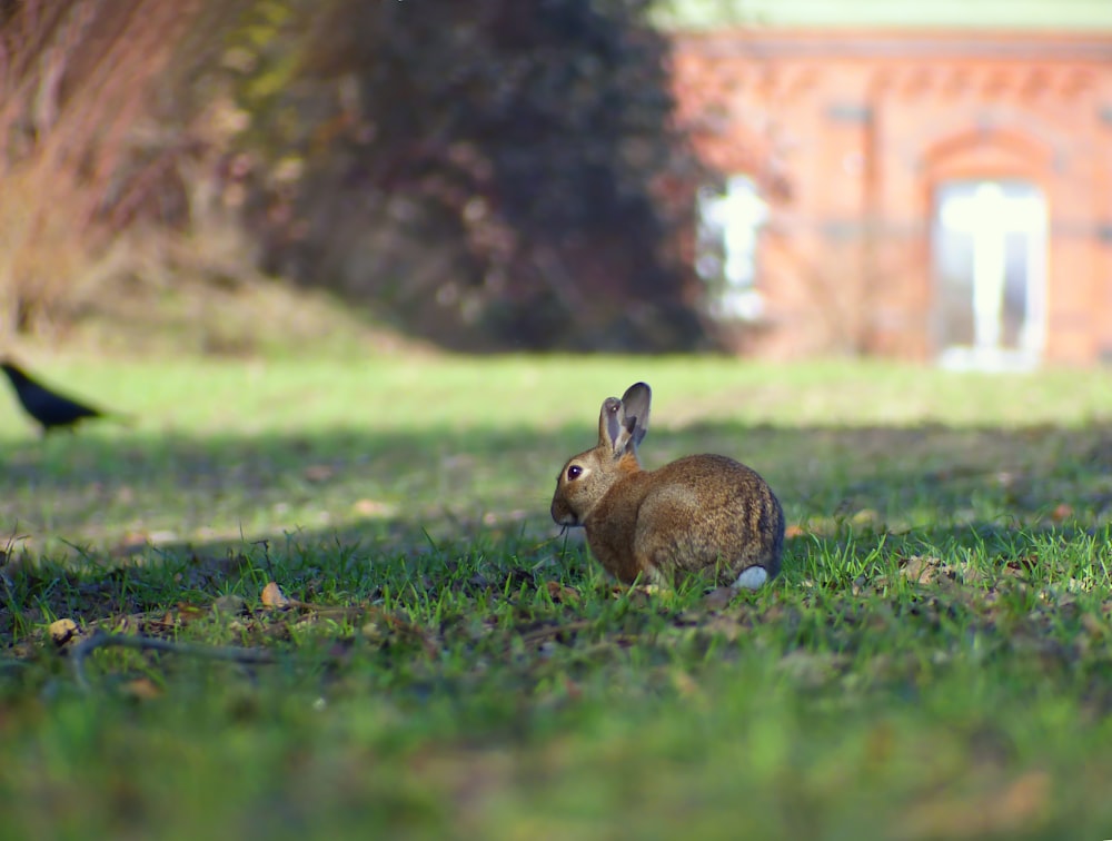 a rabbit sitting in the grass next to a bird