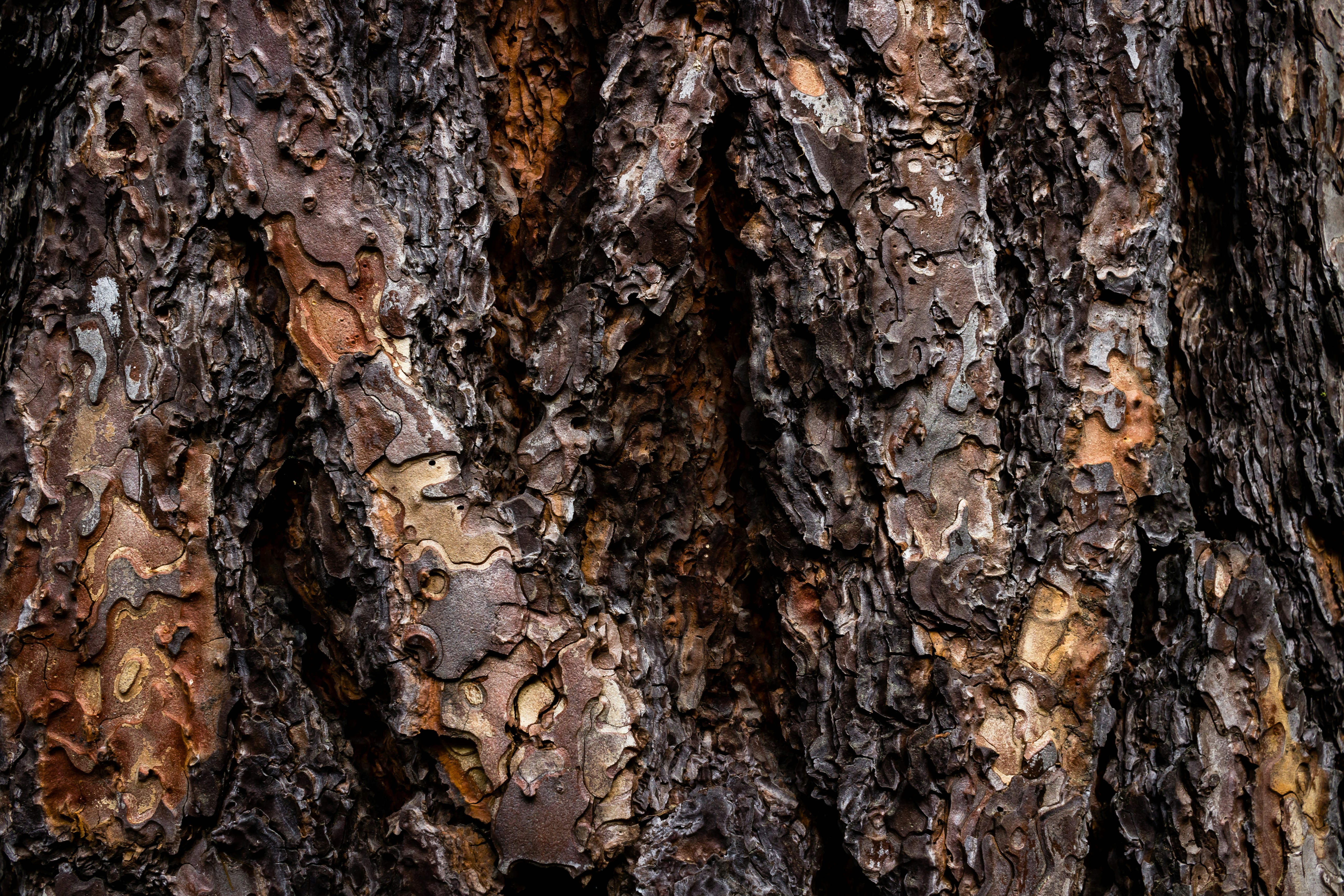 brown and black tree trunk