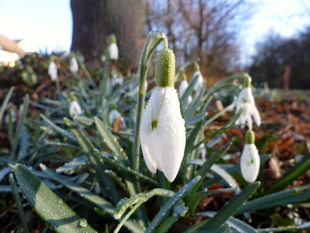 a close up of a flower with snow on it