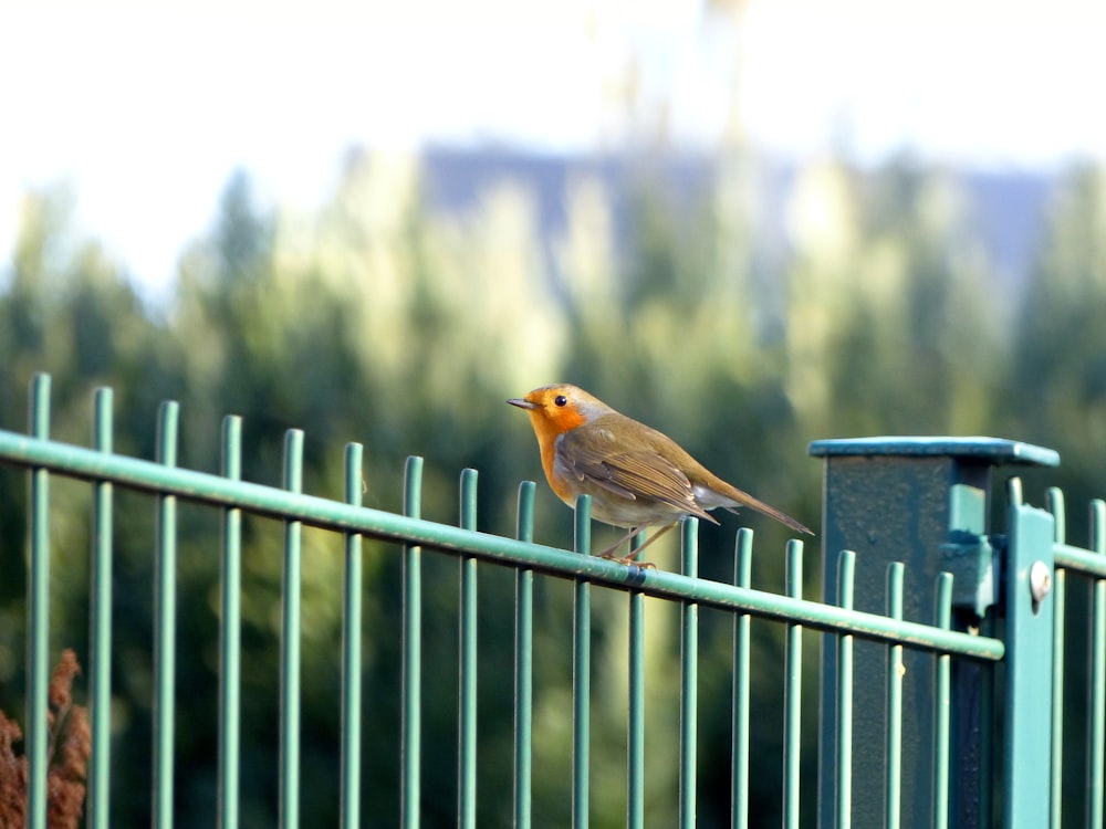 a small bird perched on top of a green fence