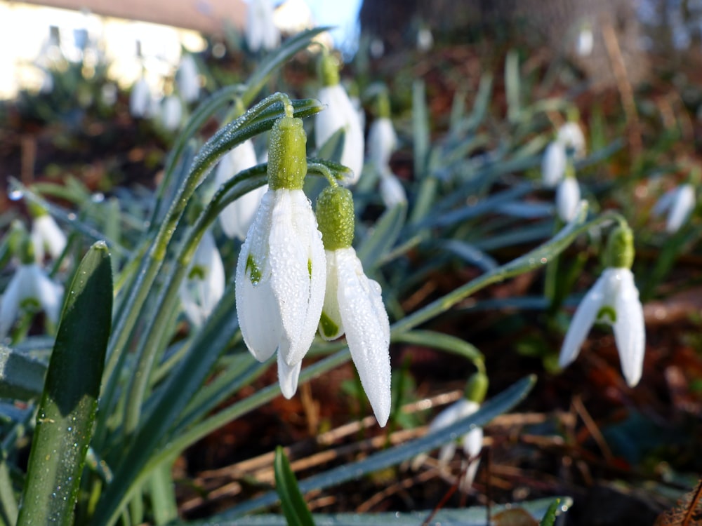 a group of snowdrops with water droplets on them