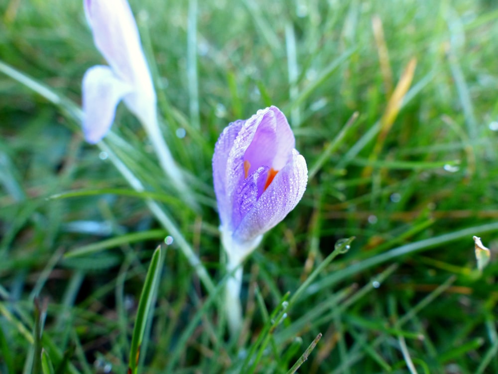 a close up of a flower in the grass