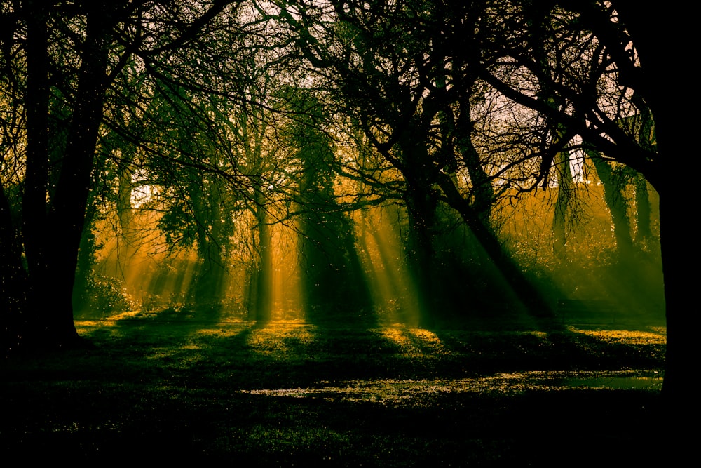 green trees on forest during daytime