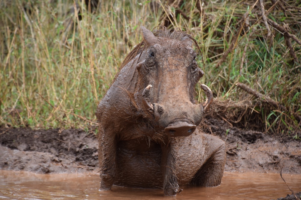 brown rhinoceros on brown field during daytime