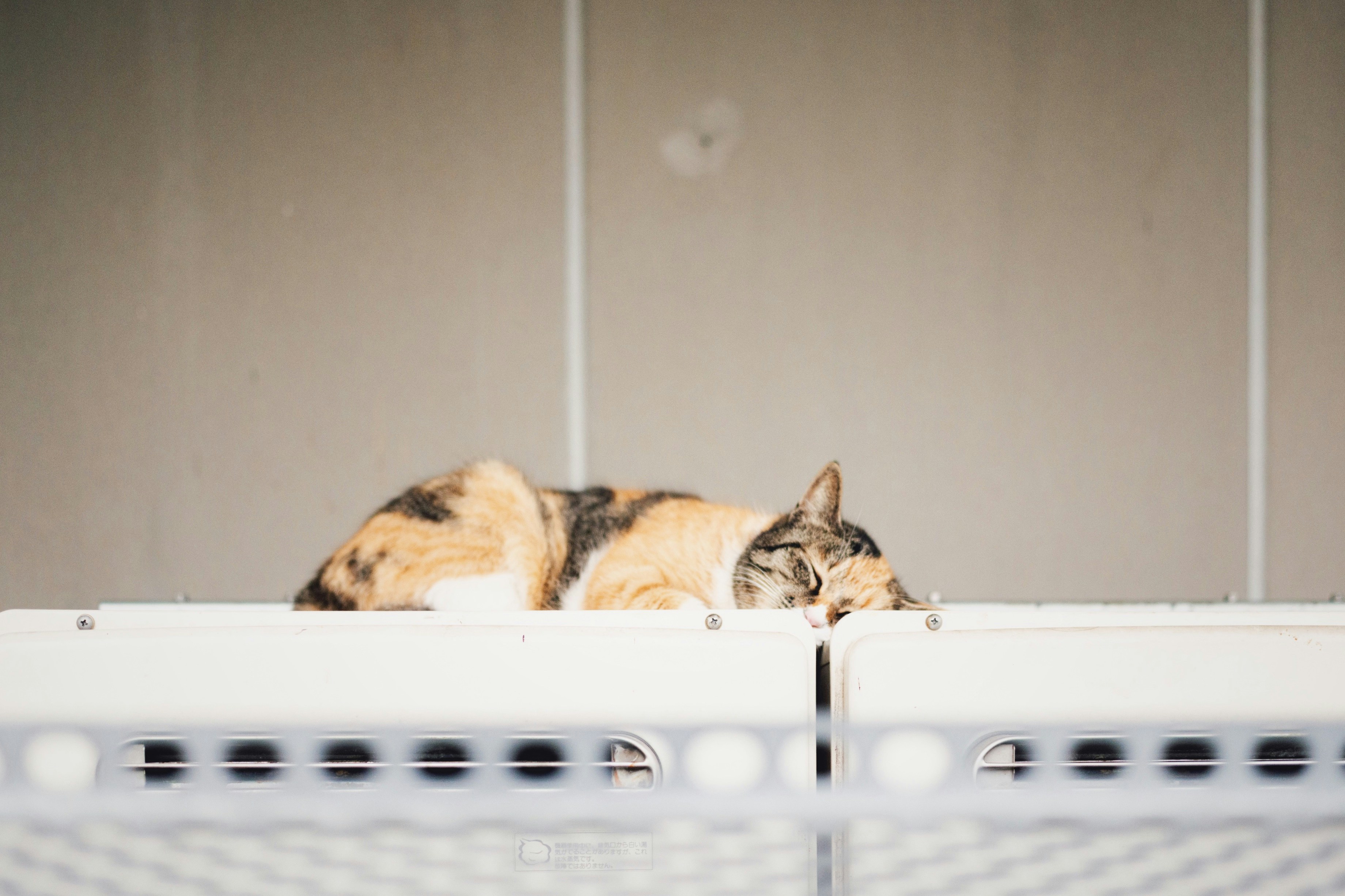 brown tabby cat lying on white surface