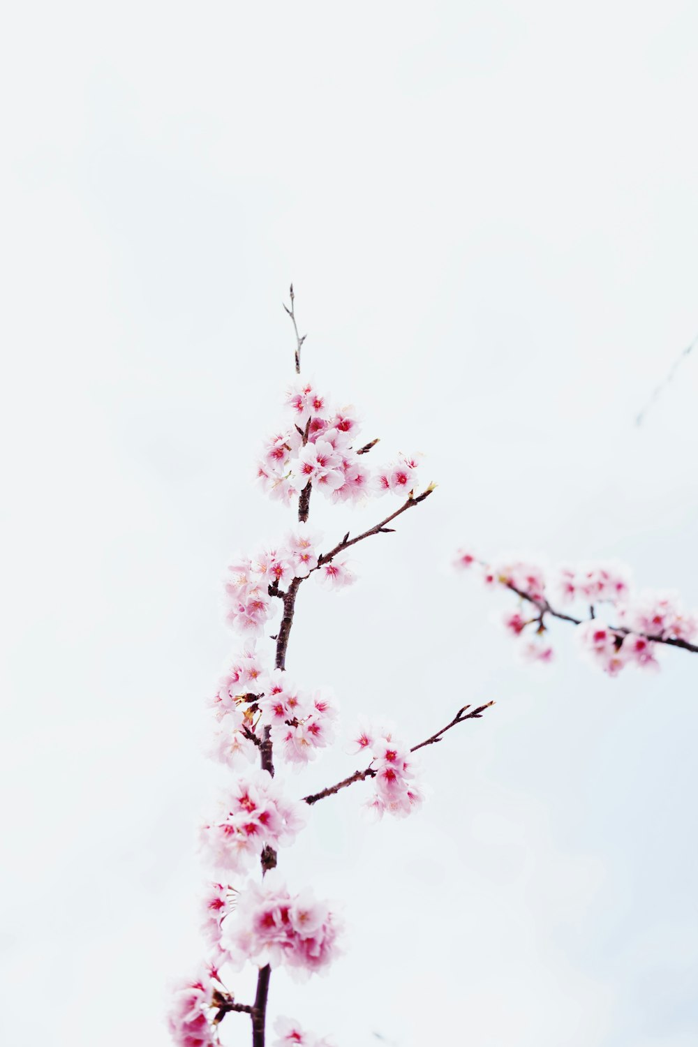 pink cherry blossom tree in close up photography