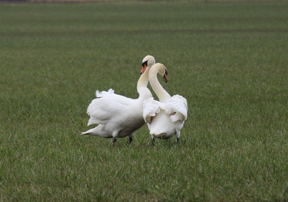 white swan on green grass field during daytime