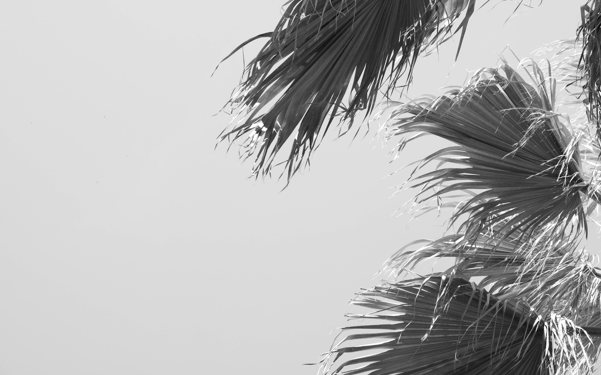 grayscale photo of palm tree