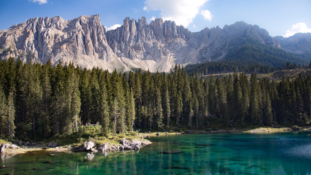 green pine trees near lake and mountain range