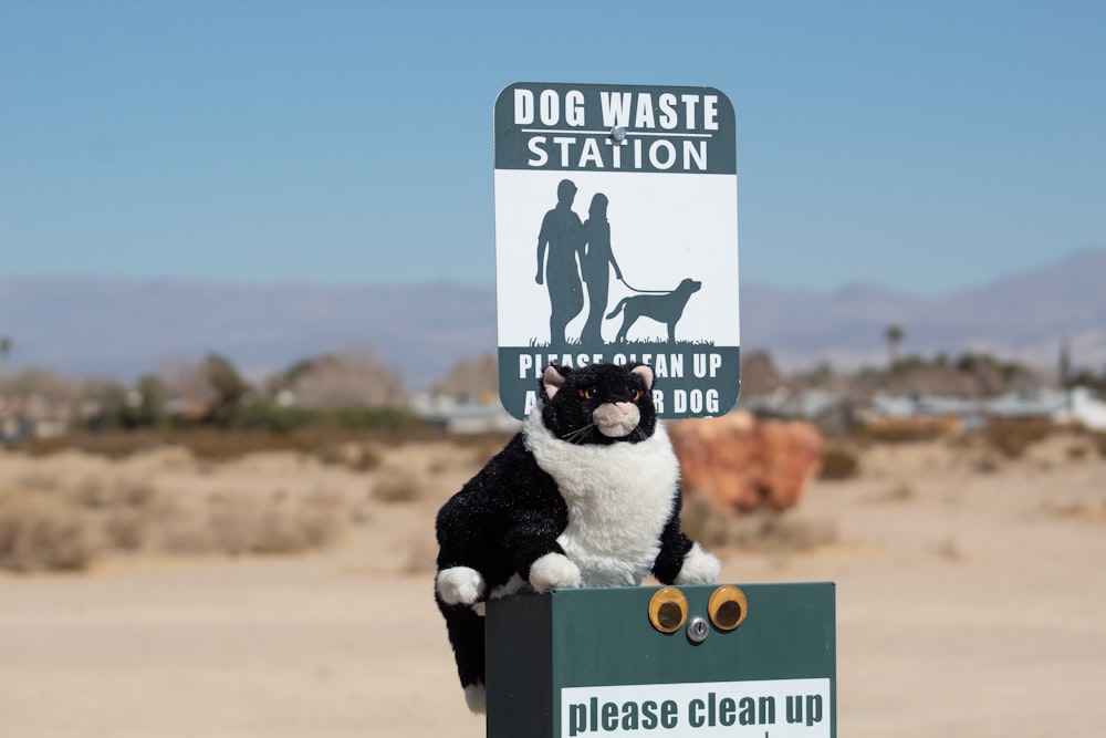 black and white cat on brown sand