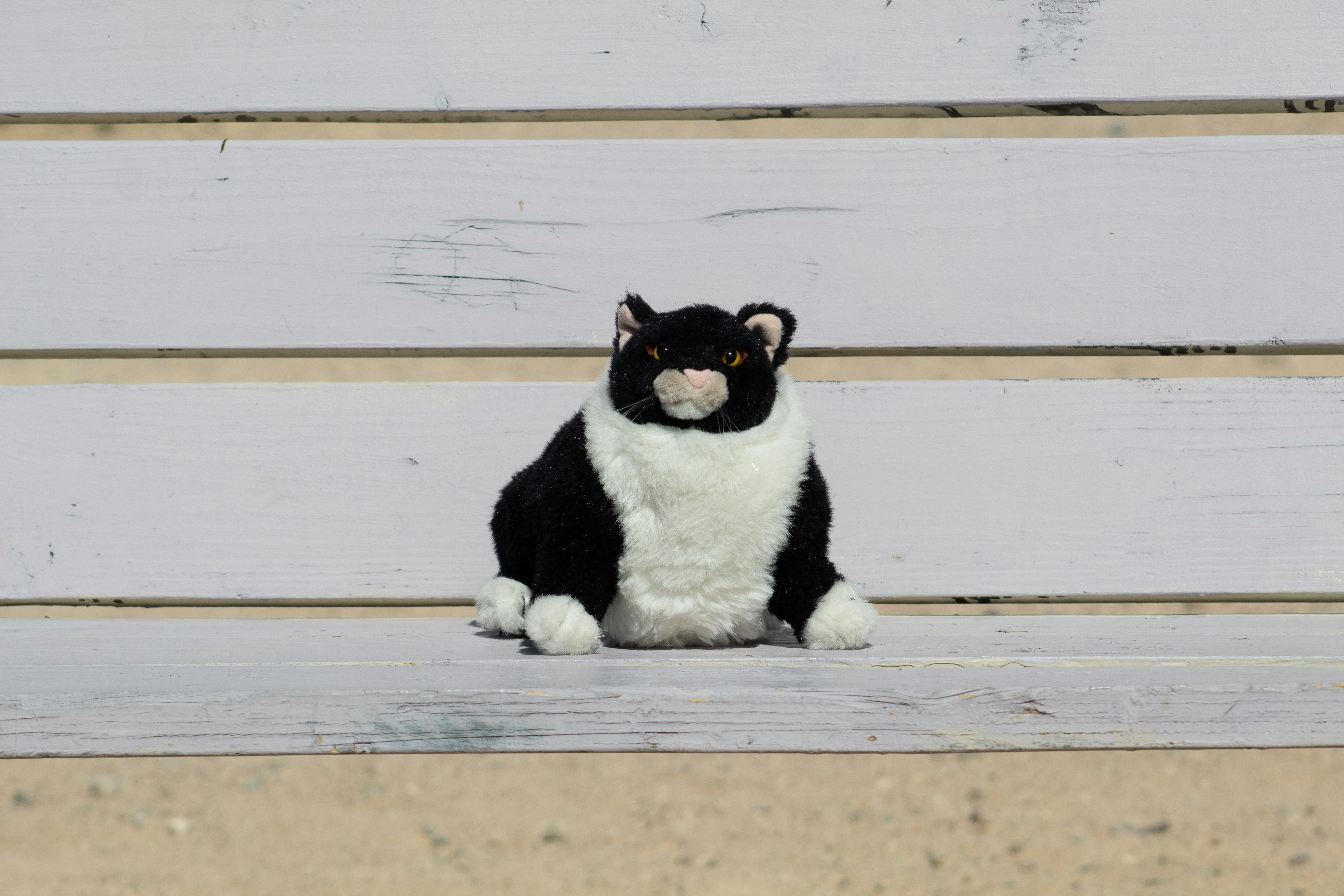 tuxedo cat on brown wooden floor