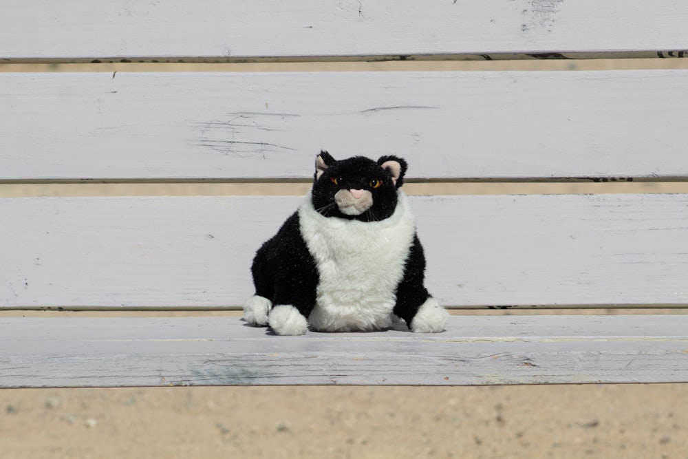 gato de smoking no chão de madeira marrom