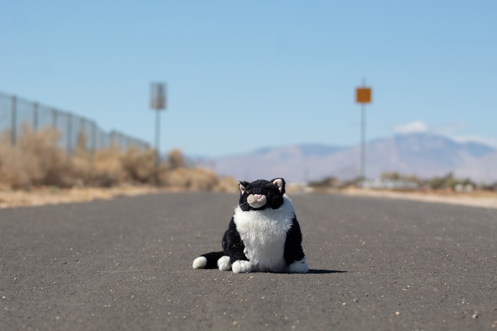 Chat de smoking assis sur la route pendant la journée