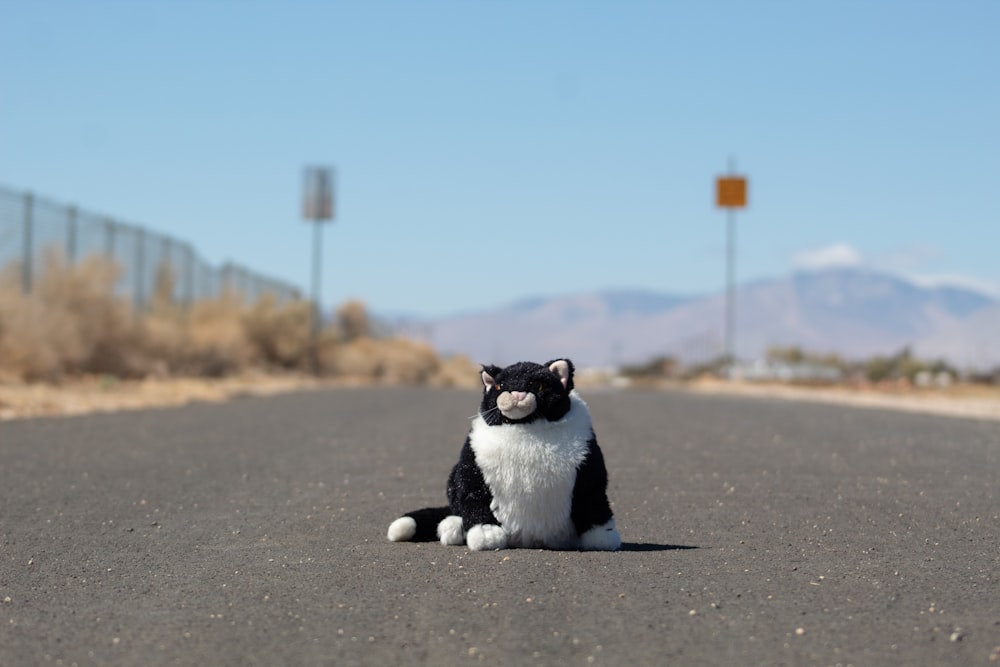 tuxedo cat sitting on the road during daytime