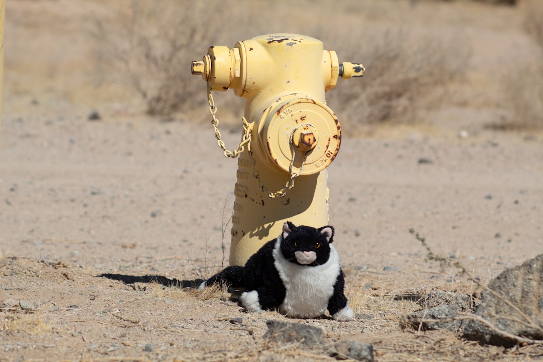 tuxedo cat in yellow and black plastic toy