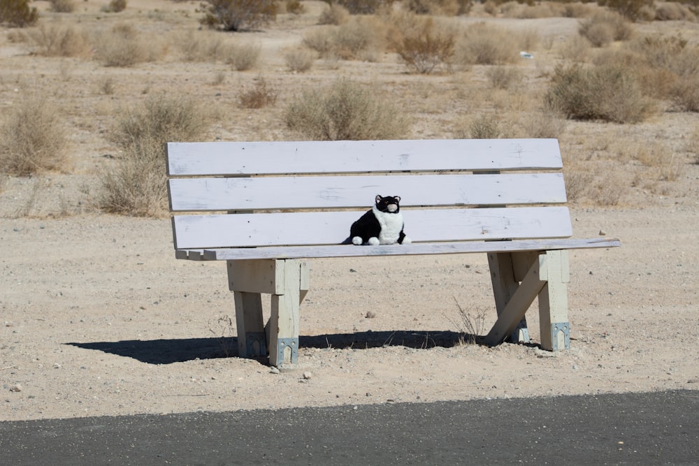 Noir et blanc à poil court petit chien sur banc en bois marron