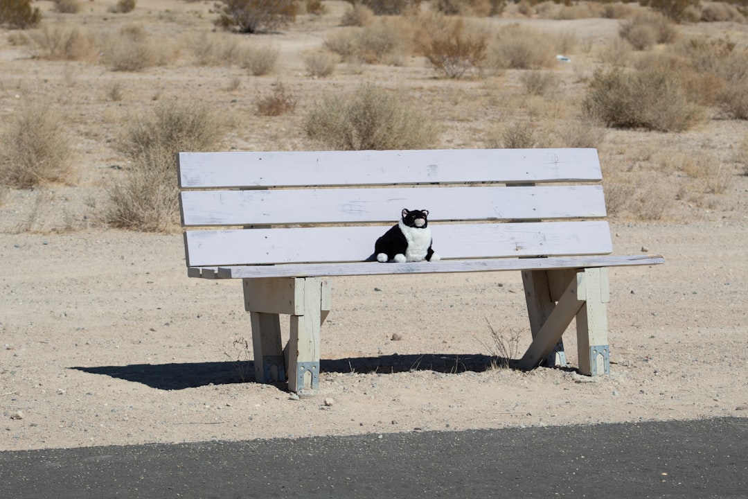 black and white short coat small dog on brown wooden bench