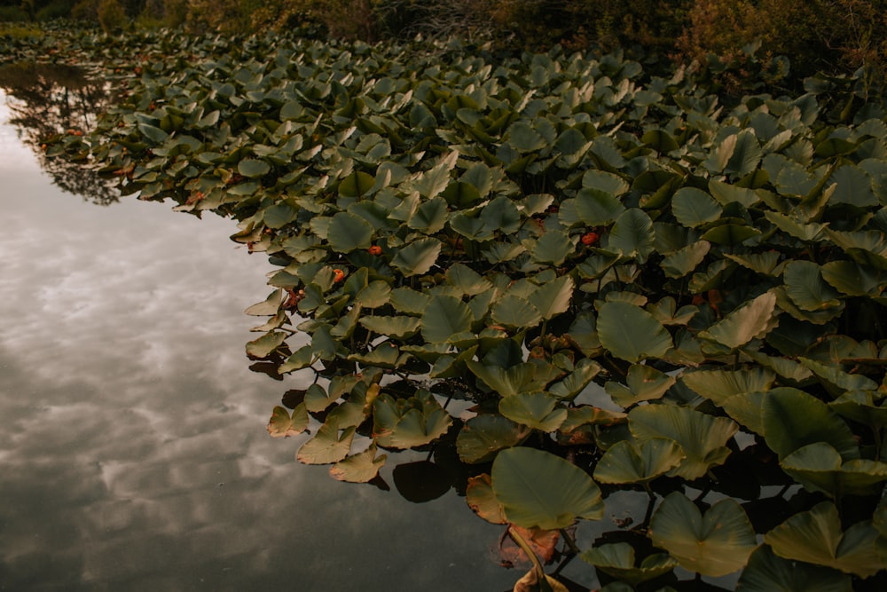 green leaves on body of water during daytime