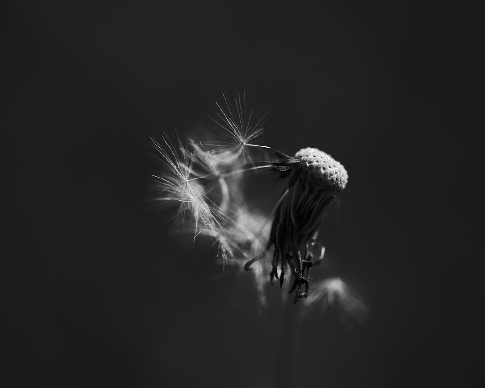 grayscale photo of dandelion flower