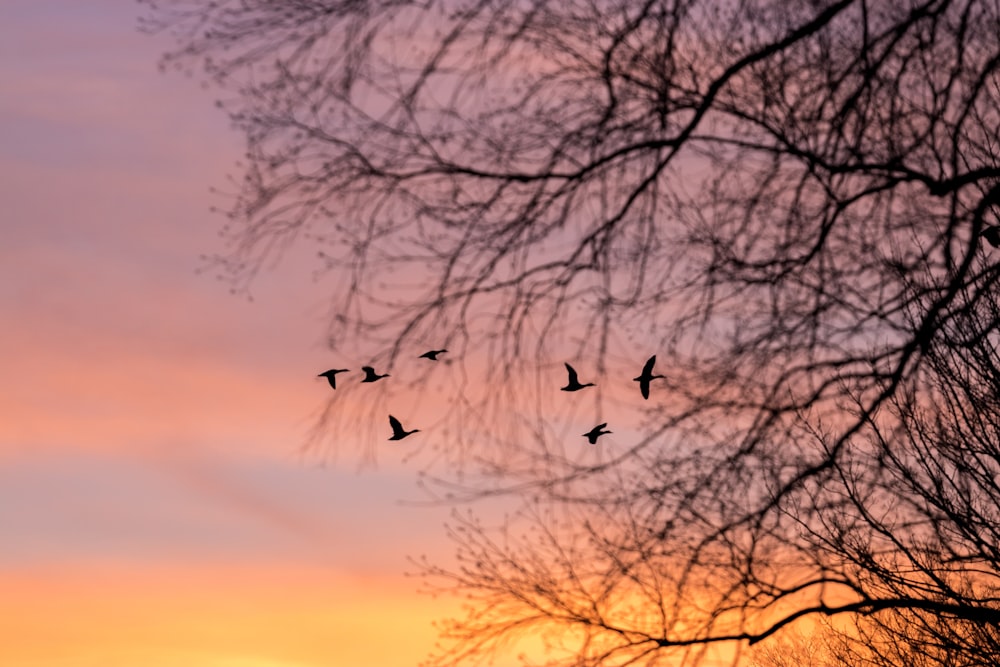 birds flying over bare trees during sunset