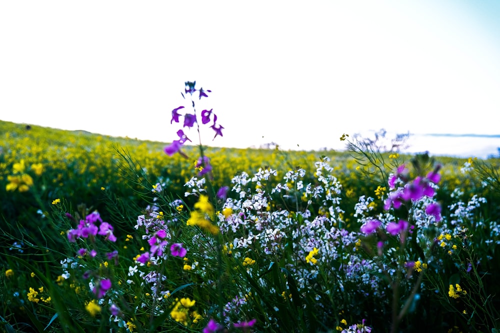 purple and yellow flower field during daytime