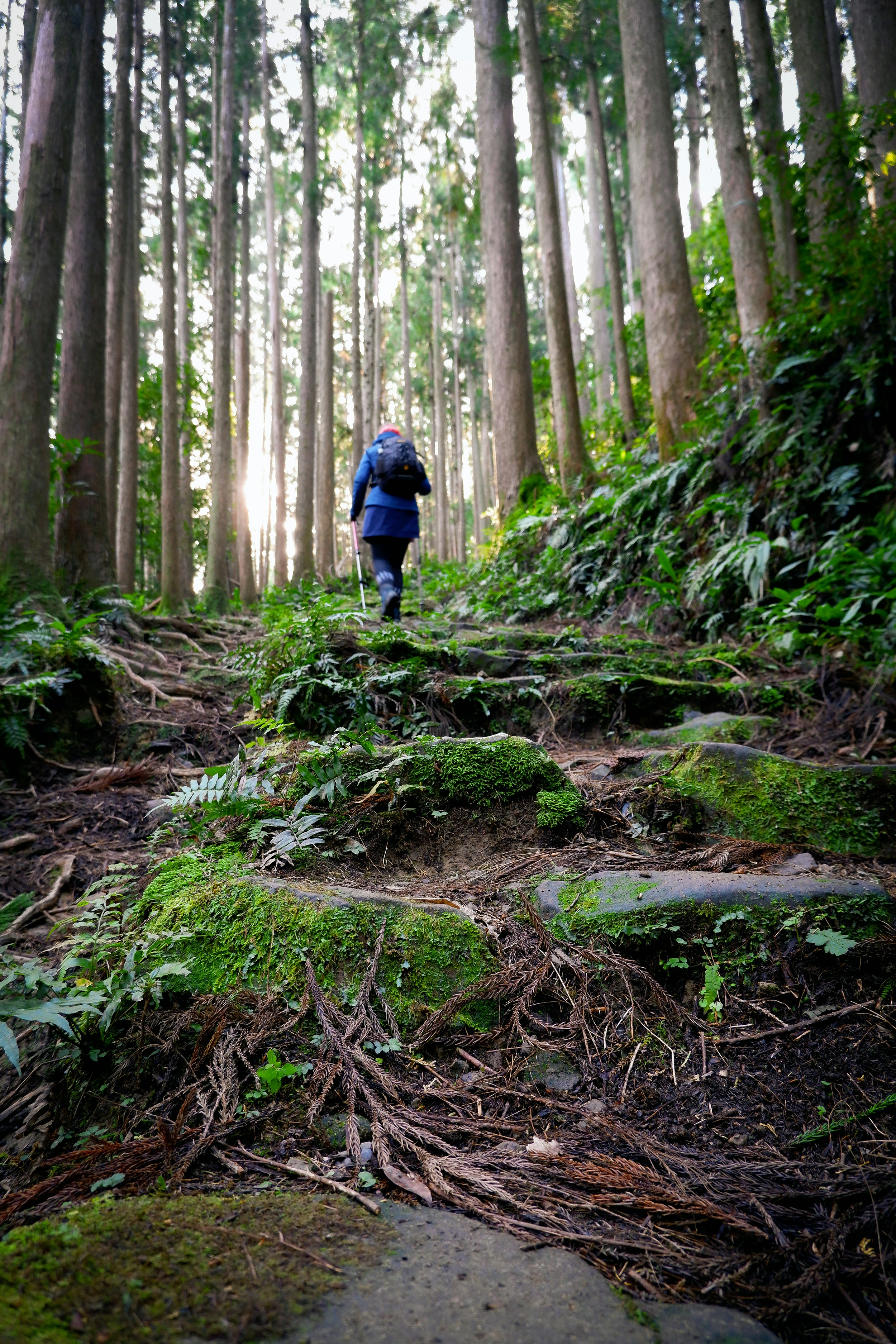 man in blue jacket walking on forest during daytime