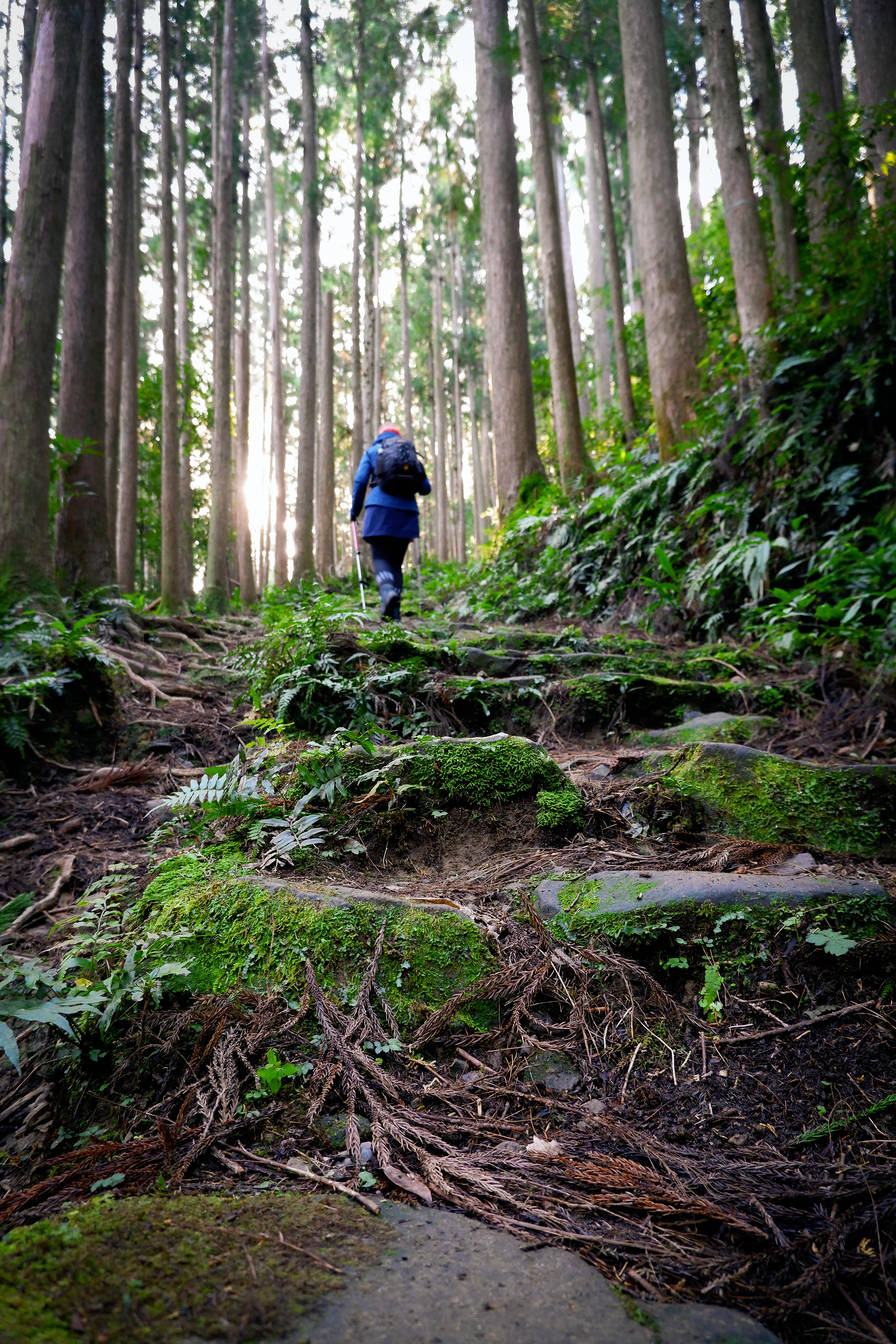 A walker climbing a path of stone and roots through cedar forest on the Kumano Kodo Nakahechi route