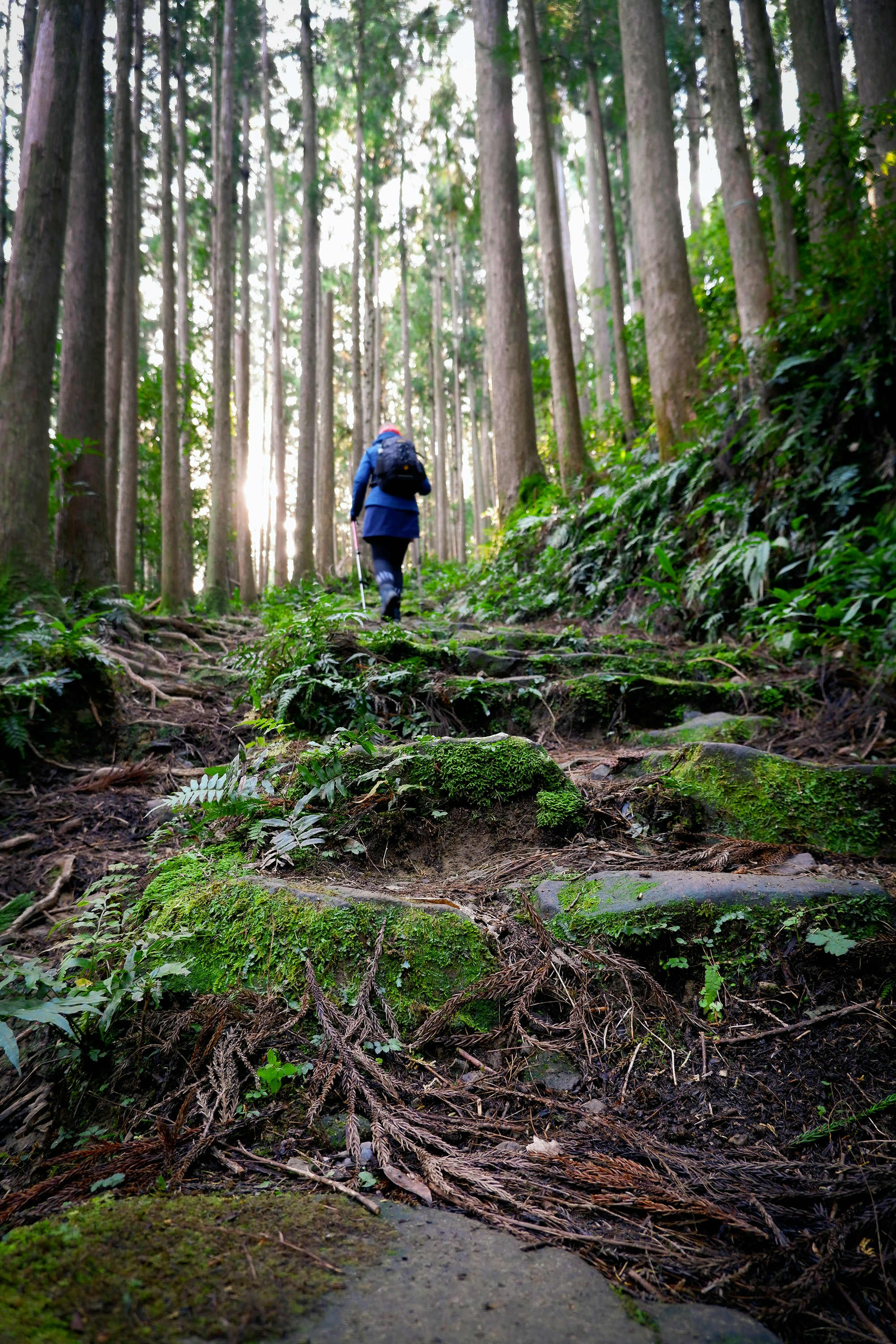 Exploring Wakayama: Culture, Traditions & Festivals