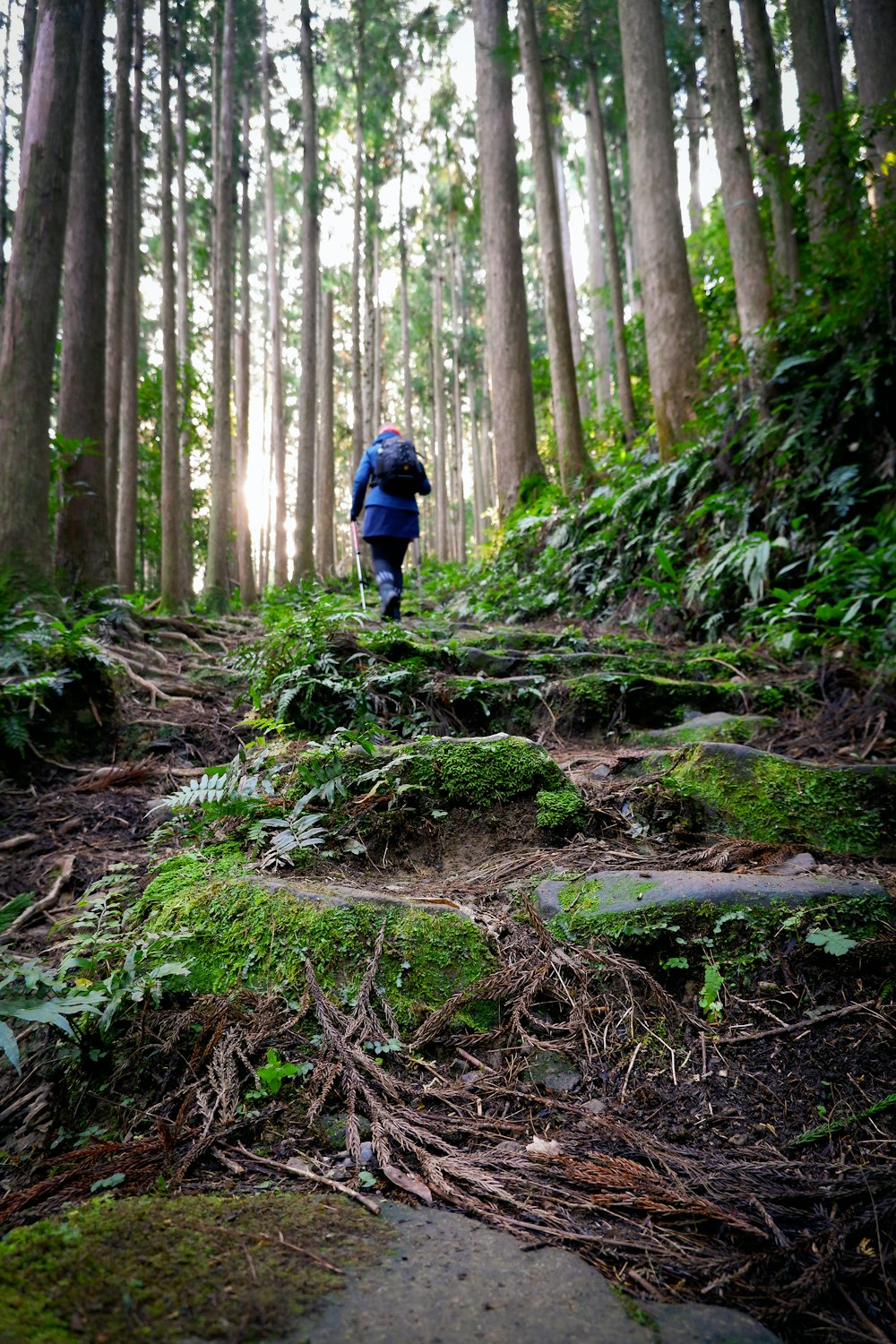 homem na jaqueta azul que anda na floresta durante o dia